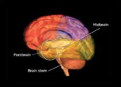 labeled image of a brain labeled image of a brain